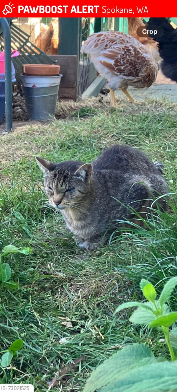 Lost Male Cat last seen 36th and Arthur, Spokane, WA 99203
