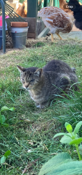 Lost Male Cat last seen 36th and Arthur, Spokane, WA 99203