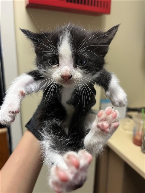 Shelter Stray Male Cat last seen HARRIS AVE & TAYLOR ST, 2127 Front St, Sacramento, CA 95818, USA