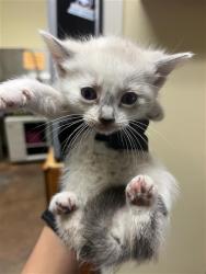 Shelter Stray Female Cat last seen HARRIS AVE & TAYLOR ST, 2127 Front St, Sacramento, CA 95818, USA