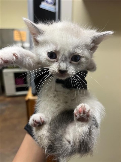 Shelter Stray Female Cat last seen HARRIS AVE & TAYLOR ST, 2127 Front St, Sacramento, CA 95818, USA