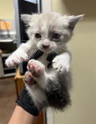 Shelter Stray Male Cat last seen HARRIS AVE & TAYLOR ST, 2127 Front St, Sacramento, CA 95818, USA