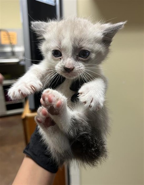 Shelter Stray Male Cat last seen HARRIS AVE & TAYLOR ST, 2127 Front St, Sacramento, CA 95818, USA