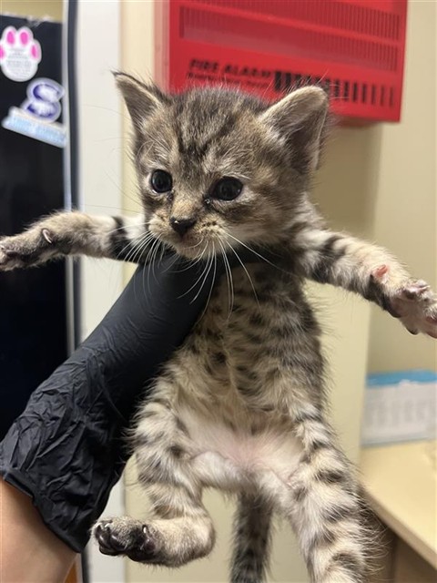 Shelter Stray Female Cat last seen HARRIS AVE & TAYLOR ST, 2127 Front St, Sacramento, CA 95818, USA