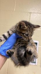 Shelter Stray Male Cat last seen SCHREINER ST & 69TH AVE, 2127 Front St, Sacramento, CA 95818, USA