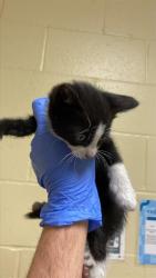 Shelter Stray Male Cat last seen SCHREINER ST & 69TH AVE, 2127 Front St, Sacramento, CA 95818, USA