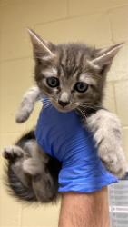 Shelter Stray Male Cat last seen SCHREINER ST & 69TH AVE, 2127 Front St, Sacramento, CA 95818, USA