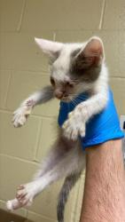 Shelter Stray Male Cat last seen ROANOKE AVE & ASTORIA ST, 2127 Front St, Sacramento, CA 95818, USA