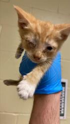 Shelter Stray Male Cat last seen ROANOKE AVE & ASTORIA ST, 2127 Front St, Sacramento, CA 95818, USA