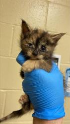 Shelter Stray Female Cat last seen ROANOKE AVE & ASTORIA ST, 2127 Front St, Sacramento, CA 95818, USA
