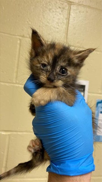 Shelter Stray Female Cat last seen ROANOKE AVE & ASTORIA ST, 2127 Front St, Sacramento, CA 95818, USA
