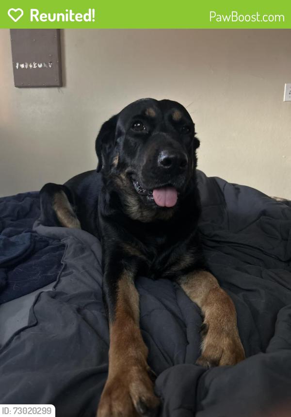 Reunited Female Dog last seen 54th Ave & 4th St - St. Pete, St. Petersburg, FL 33703