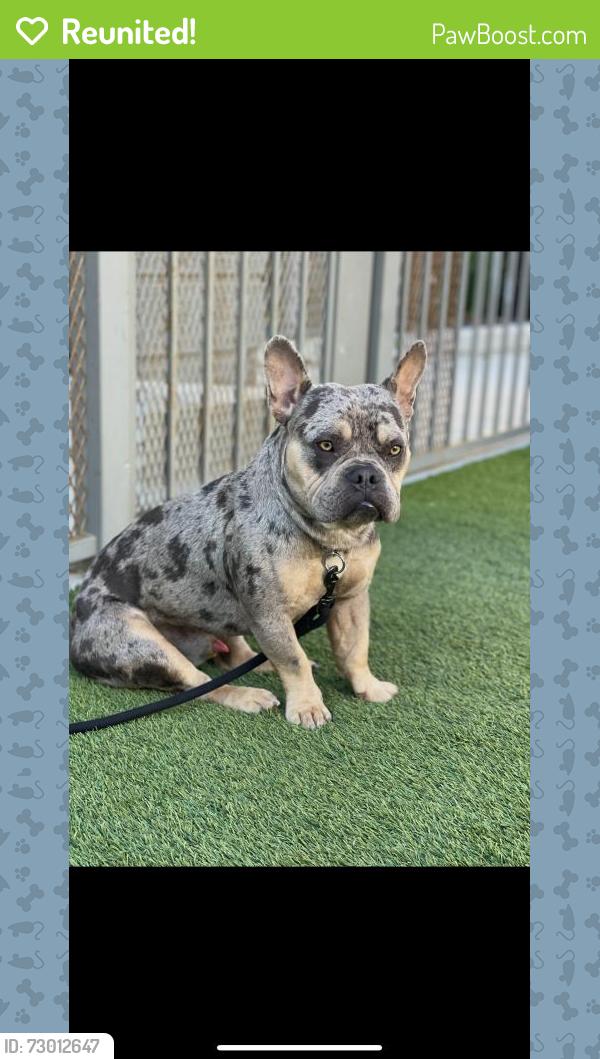 Reunited Male Dog last seen Near Olalee Rd, Apple Valley, CA 92307, USA, Apple Valley, CA 92307