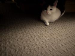 Reunited Female Cat last seen Mickleham trillium , Mickleham, VIC 3064