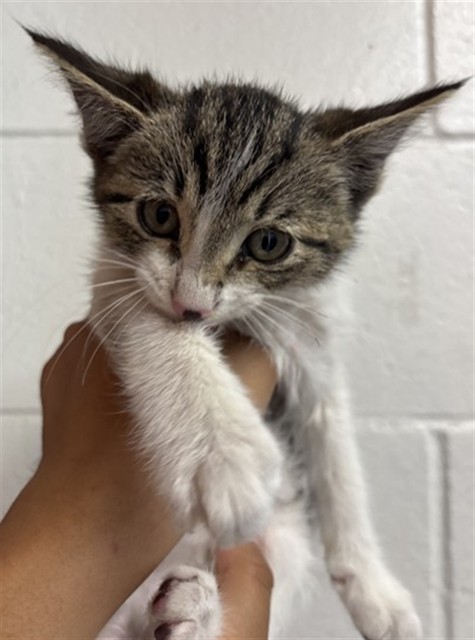 Shelter Stray Male Cat last seen E 21ST ST & N ELMWOOD RD, SAN BERNARDINO, CA, 92404, 333 Chandler Pl, San Bernardino, CA 92408, USA