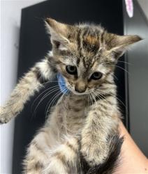 Shelter Stray Female Cat last seen N DALLAS AVE & W FOOTHILL BLVD, SAN BERNARDINO, CA, 92410, 333 Chandler Pl, San Bernardino, CA 92408, USA