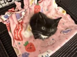 Shelter Stray Male Cat last seen , 957 N Gaffey St, San Pedro, CA 90731, USA