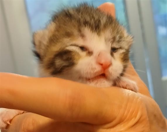 Shelter Stray Female Cat last seen FOSTER TRANSFER, 2020 Forest St, Jacksonville, FL 32204, USA
