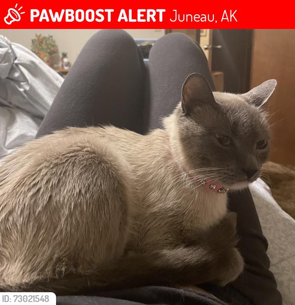 Lost Female Cat last seen Dredge lake area, Glacier side of back loop, Juneau, AK 99801
