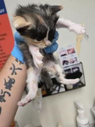 Shelter Stray Female Cat last seen Near BLOCK FAIRFAX RD, BAKERSFIELD CA 93306, 3951 Fruitvale Ave, Bakersfield, CA 93308, USA