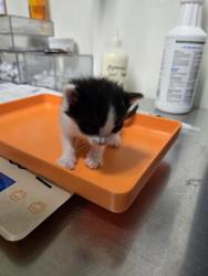 Shelter Stray Female Cat last seen Near BLOCK FAIRFAX RD, BAKERSFIELD CA 93306, 3951 Fruitvale Ave, Bakersfield, CA 93308, USA
