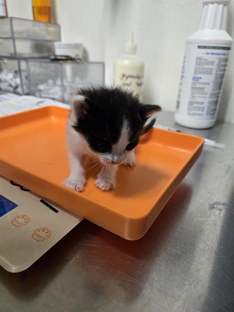 Shelter Stray Female Cat last seen Near BLOCK FAIRFAX RD, BAKERSFIELD CA 93306, 3951 Fruitvale Ave, Bakersfield, CA 93308, USA