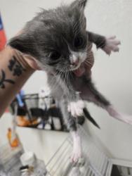 Shelter Stray Female Cat last seen Near BLOCK FAIRFAX RD, BAKERSFIELD CA 93306, 3951 Fruitvale Ave, Bakersfield, CA 93308, USA