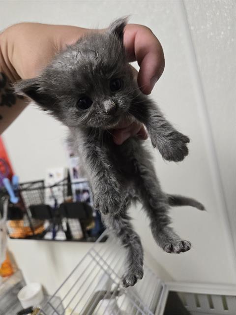 Shelter Stray Male Cat last seen Near BLOCK FAIRFAX RD, BAKERSFIELD CA 93306, 3951 Fruitvale Ave, Bakersfield, CA 93308, USA
