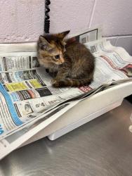 Shelter Stray Female Cat last seen Near BLOCK 16TH AVE S, 2020 Forest St, Jacksonville, FL 32204, USA