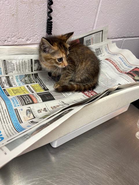 Shelter Stray Female Cat last seen Near BLOCK 16TH AVE S, 2020 Forest St, Jacksonville, FL 32204, USA