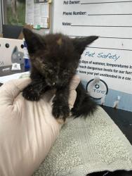 Shelter Stray Female Cat last seen Near BLOCK W 9TH ST, 2020 Forest St, Jacksonville, FL 32204, USA