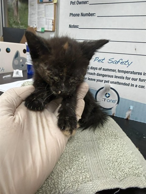 Shelter Stray Female Cat last seen Near BLOCK W 9TH ST, 2020 Forest St, Jacksonville, FL 32204, USA