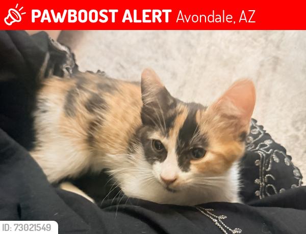 Lost Female Cat last seen E Harrison Dr and 4th st, Avondale, AZ 85323