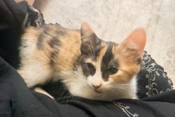 Lost Female Cat last seen E Harrison Dr and 4th st, Avondale, AZ 85323