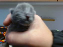 Shelter Stray Female Cat last seen PRAIRIE HAWK WAY/WINGSPAN DR, 95829, 3839 Bradshaw Rd, Sacramento, CA 95827, USA