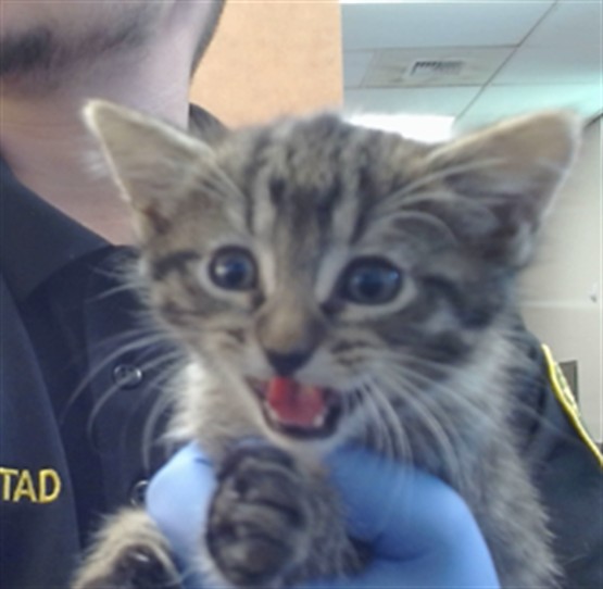 Shelter Stray Female Cat last seen SUNRISE BLVD/SAYONARA DR, 95610, 3839 Bradshaw Rd, Sacramento, CA 95827, USA