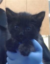 Shelter Stray Female Cat last seen SUNRISE BLVD/SAYONARA DR, 95610, 3839 Bradshaw Rd, Sacramento, CA 95827, USA