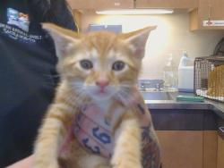 Shelter Stray Male Cat last seen WATT AVE/FAIR OAKS BLVD, 95864, 3839 Bradshaw Rd, Sacramento, CA 95827, USA