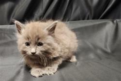 Shelter Stray Male Cat last seen , 3839 Bradshaw Rd, Sacramento, CA 95827, USA
