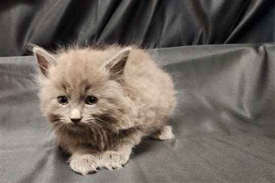 Shelter Stray Male Cat last seen , 3839 Bradshaw Rd, Sacramento, CA 95827, USA