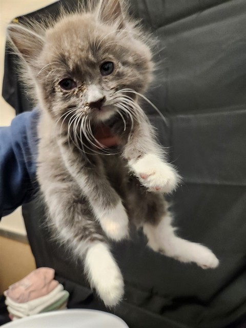 Shelter Stray Female Cat last seen , 3839 Bradshaw Rd, Sacramento, CA 95827, USA