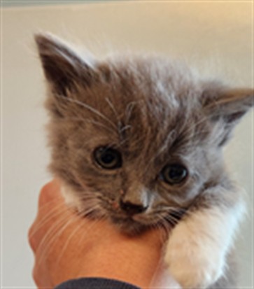 Shelter Stray Male Cat last seen , 3839 Bradshaw Rd, Sacramento, CA 95827, USA