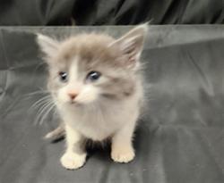 Shelter Stray Female Cat last seen , 3839 Bradshaw Rd, Sacramento, CA 95827, USA