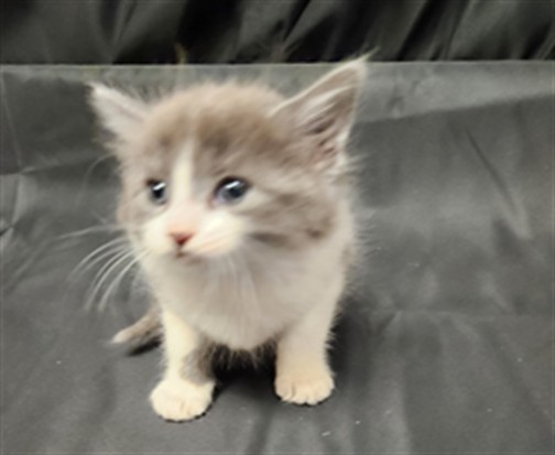 Shelter Stray Female Cat last seen , 3839 Bradshaw Rd, Sacramento, CA 95827, USA