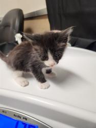 Shelter Stray Male Cat last seen , 3839 Bradshaw Rd, Sacramento, CA 95827, USA