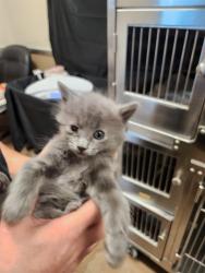 Shelter Stray Female Cat last seen , 3839 Bradshaw Rd, Sacramento, CA 95827, USA