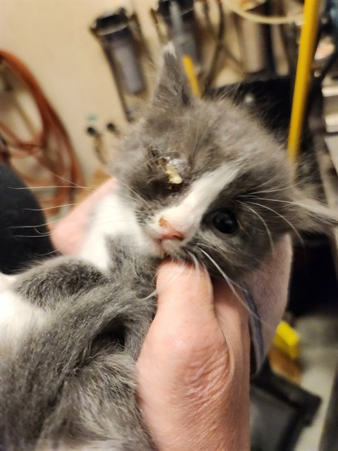 Shelter Stray Male Cat last seen , 3839 Bradshaw Rd, Sacramento, CA 95827, USA