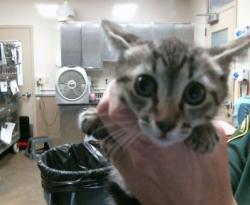 Shelter Stray Female Cat last seen PREMIER WAY/TAPESTRY WAY, 95826, 3839 Bradshaw Rd, Sacramento, CA 95827, USA