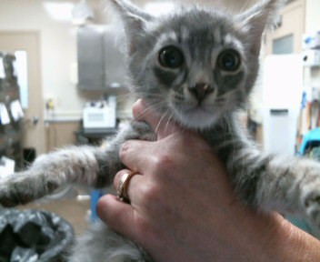 Shelter Stray Female Cat last seen PREMIER WAY/TAPESTRY WAY, 95826, 3839 Bradshaw Rd, Sacramento, CA 95827, USA