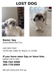 Reunited Male Dog last seen Miami , Miami, FL 33176